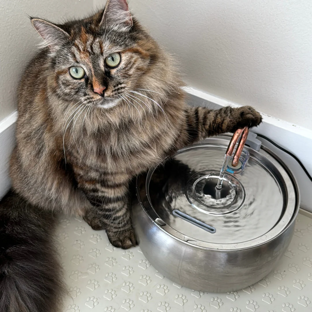 The KittySpout™ - Water Spout - Image 4